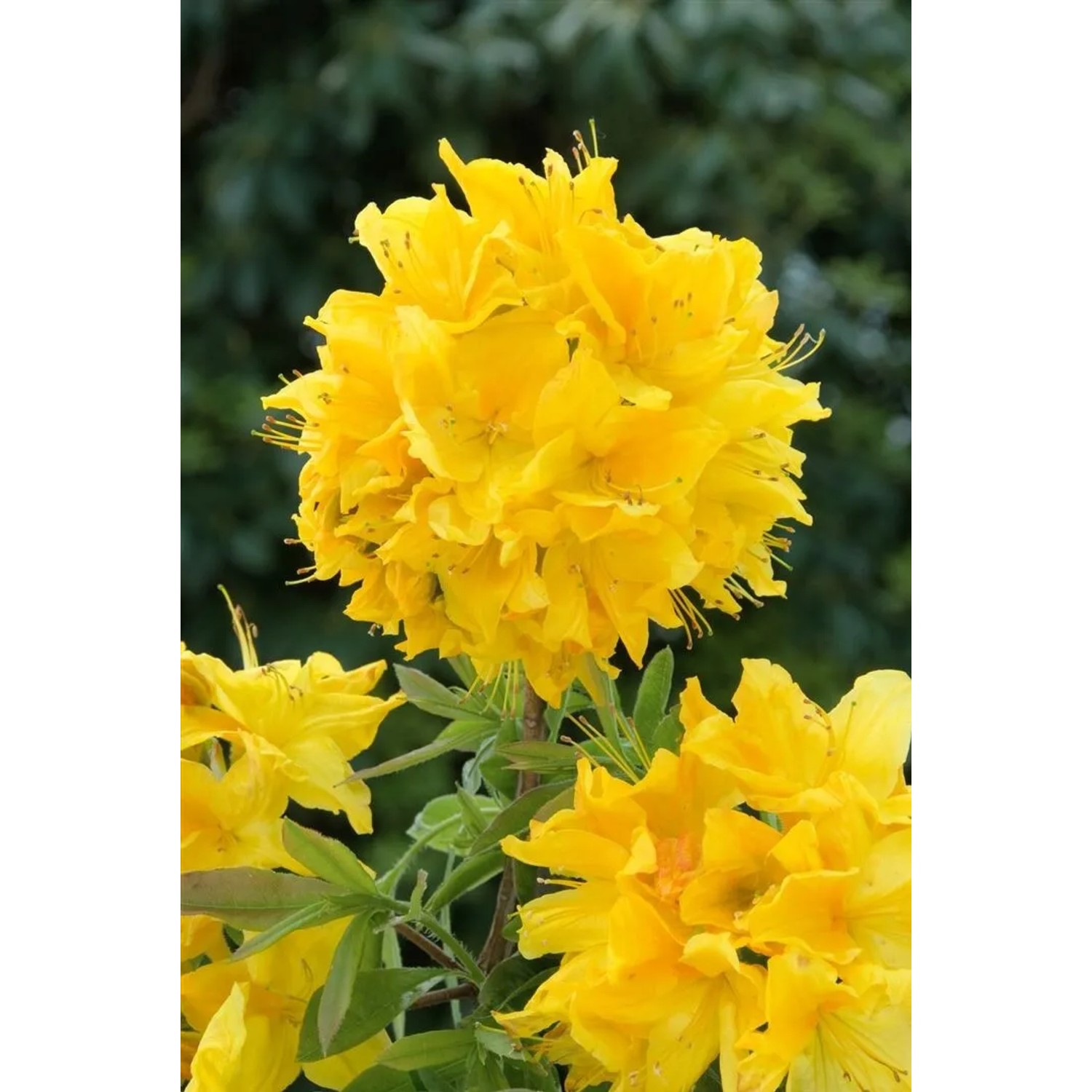 Leuchtend gelber Rhododendron Luteum Goldstück Strauch mit üppigen Blüten.