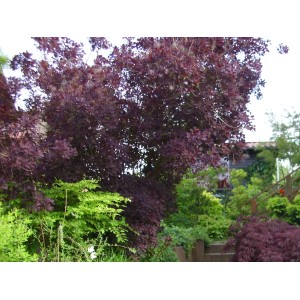 Baumfink Roter Perückenstrauch mit dunklem Laub und zarten Blüten im Garten.