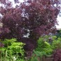 Baumfink Roter Perückenstrauch mit dunklem Laub und zarten Blüten im Garten.