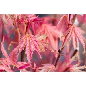 Nahaufnahme des roten Japanischen Ahorns 'Phoenix' mit filigranen Blättern. Hausbaum für Garten und Kübel.