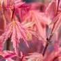 Nahaufnahme des roten Japanischen Ahorns 'Phoenix' mit filigranen Blättern. Hausbaum für Garten und Kübel.