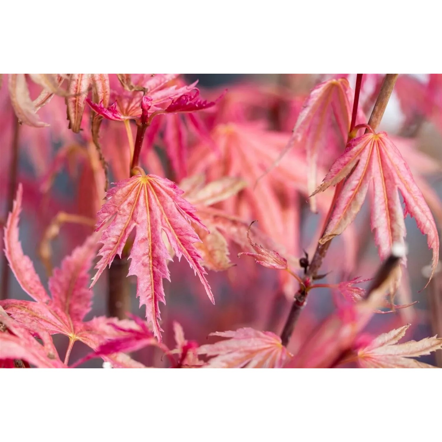 Nahaufnahme des roten Japanischen Ahorns 'Phoenix' mit filigranen Blättern. Hausbaum für Garten und Kübel.