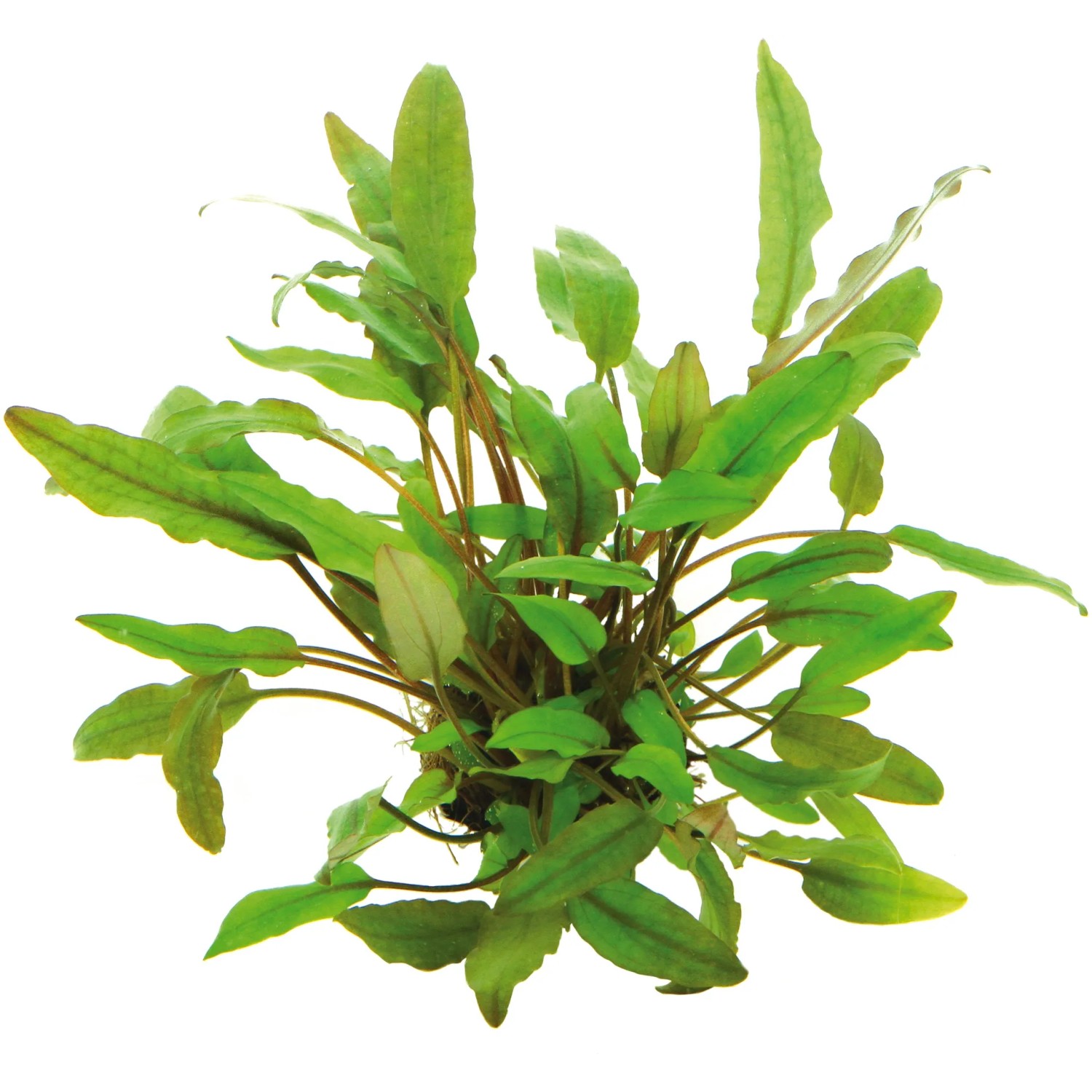 Dennerle Plants Aquariumpflanze Cryptocoryne Beckettii