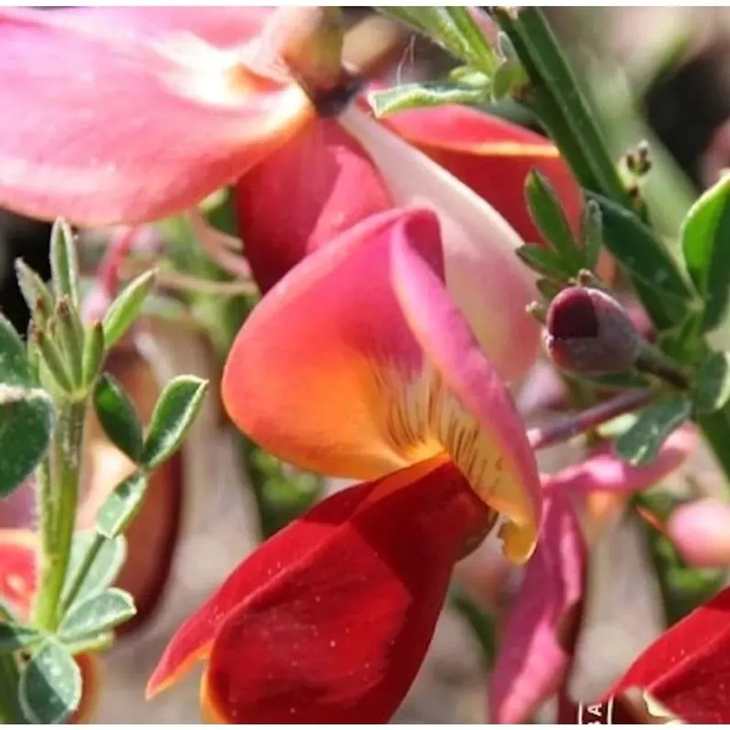 Edelginster Dorothy Walpole 60-80cm - Cytisus scoparius