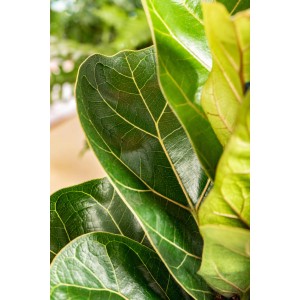 Nahaufnahme der glänzenden, dunkelgrünen Blätter einer Geigenfeige Bambino (Ficus Lyrata).