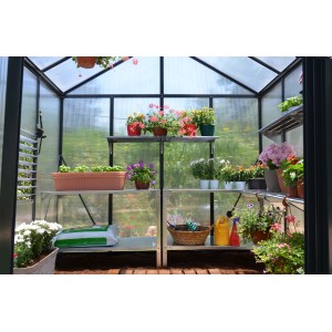 Palram Canopia Glory Gewächshaus, 2.4x2.5m, anthrazit, mit Pflanzen und Regalen.