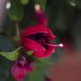 Nahaufnahme einer pink-violetten Fuchsie (Fuchsia Hybriden) im Topf. Blühende Kübelpflanze.