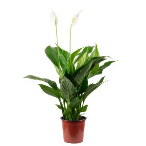 Einblatt (Spathiphyllum) im Topf, ca. 45 cm hoch, mit grünen Blättern und weißen Blüten.