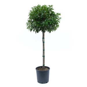 Portugiesischer Kirschlorbeer (ca. 100 cm) im Topf. Immergrünes Solitärgehölz für Garten und Terrasse.
