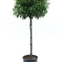 Portugiesischer Kirschlorbeer (ca. 100 cm) im Topf. Immergrünes Solitärgehölz für Garten und Terrasse.