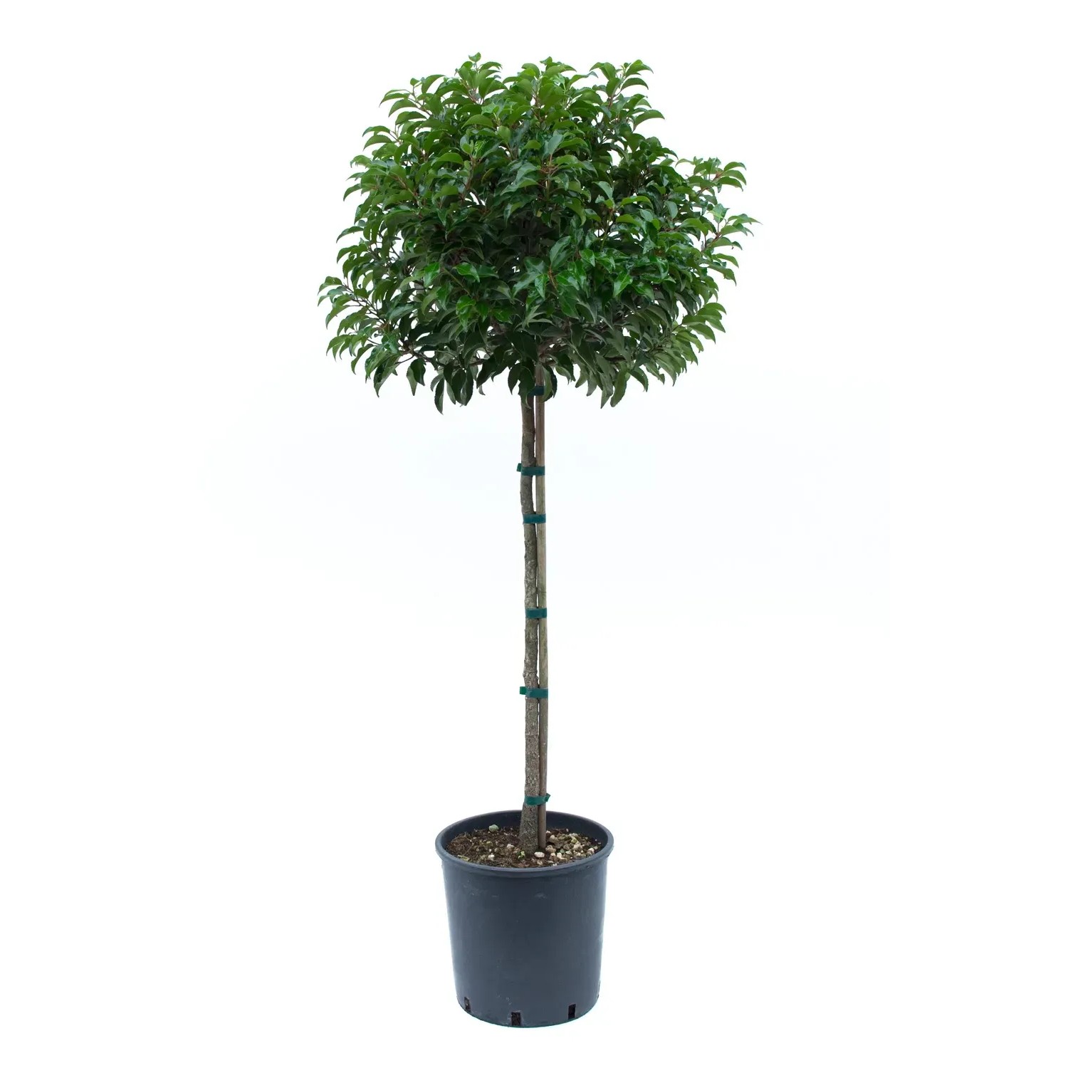GROW by OBI Portugiesischer Kirschlorbeer 100 cm 18 l Prunus lusitanica  kaufen bei OBI