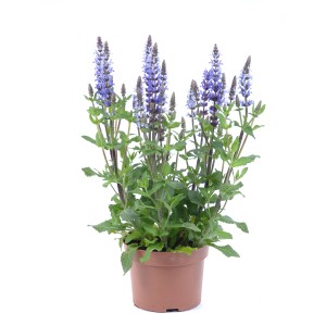 Ziersalbei Summer Survivors im Topf, violette Blüten. Sommerpflanze für sonnige Standorte.