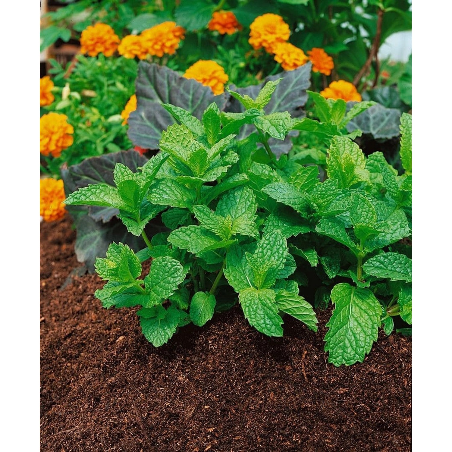 Mentha Spicata Ssp.hispanica Grüne Minze Ca. 9x9 cm Topf günstig online kaufen