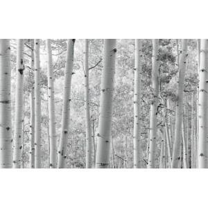 Vlies Fototapete Espenwald, 450x280 cm, mit Schwarz-Weiß-Fotografie von Espen.
