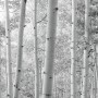 Vlies Fototapete Espenwald, 450x280 cm, mit Schwarz-Weiß-Fotografie von Espen.