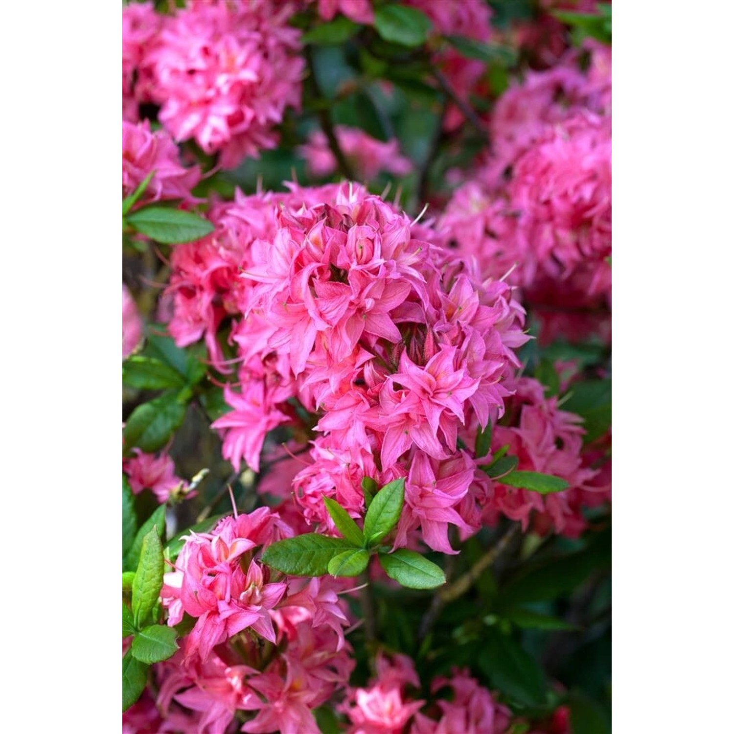 Rhododendron Luteum Homebush Rosa Blüten 30–40 cm günstig online kaufen