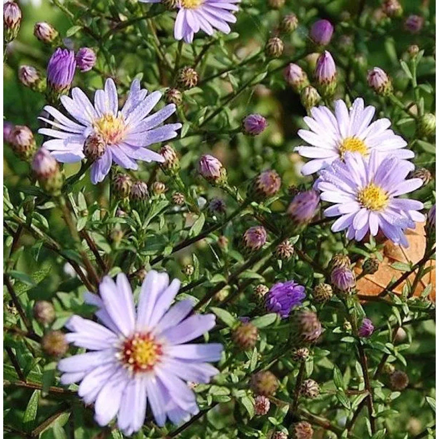 Herbstwild Aster Blauschleier - Aster,aevis