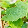 Detailaufnahme der grünen Blätter der Kiwi Jenny (Actinidia chinensis) im Topf von GROW by OBI.
