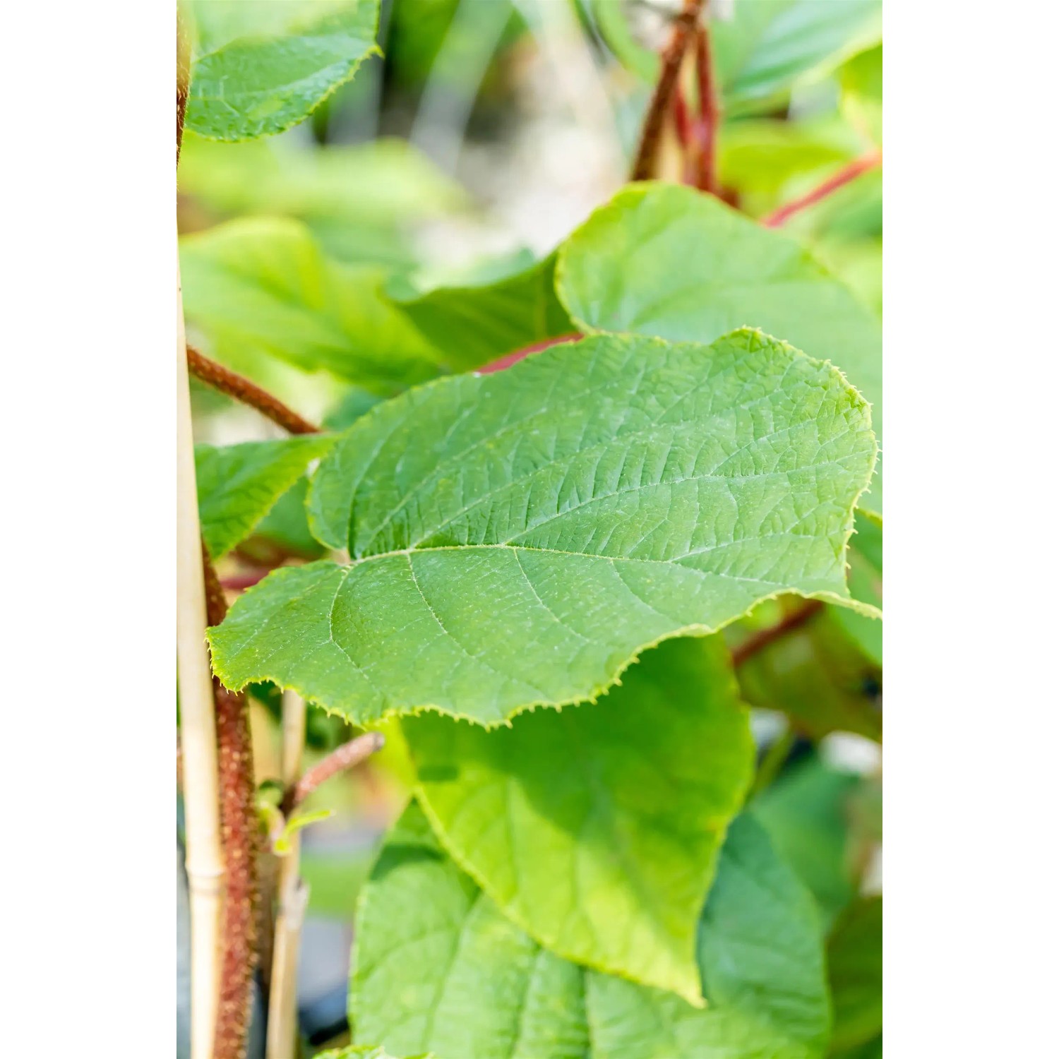 Detailaufnahme der grünen Blätter der Kiwi Jenny (Actinidia chinensis) im Topf von GROW by OBI.