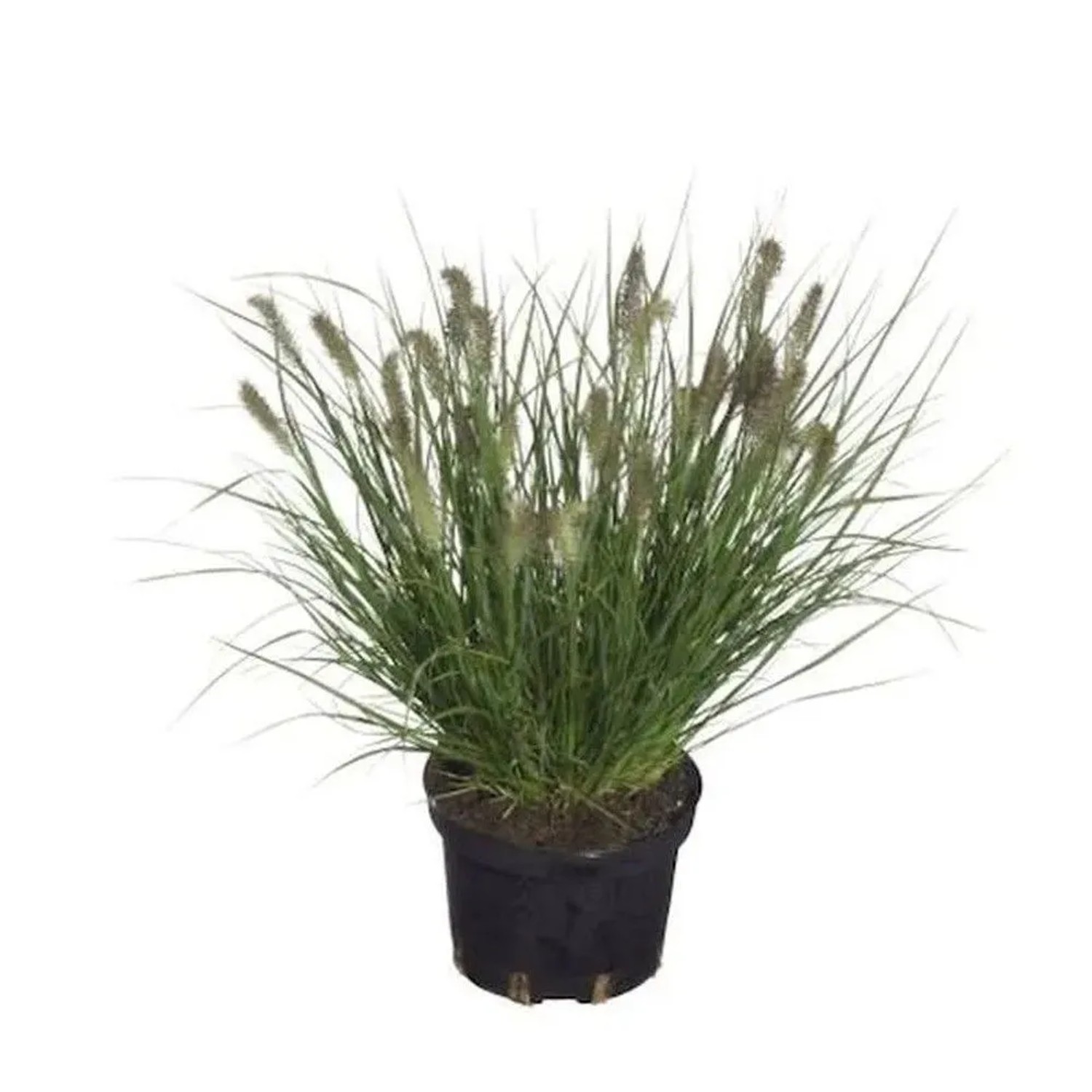 Lampenputzergras Cassian - großer Topf - Pennisetum alopecuroides