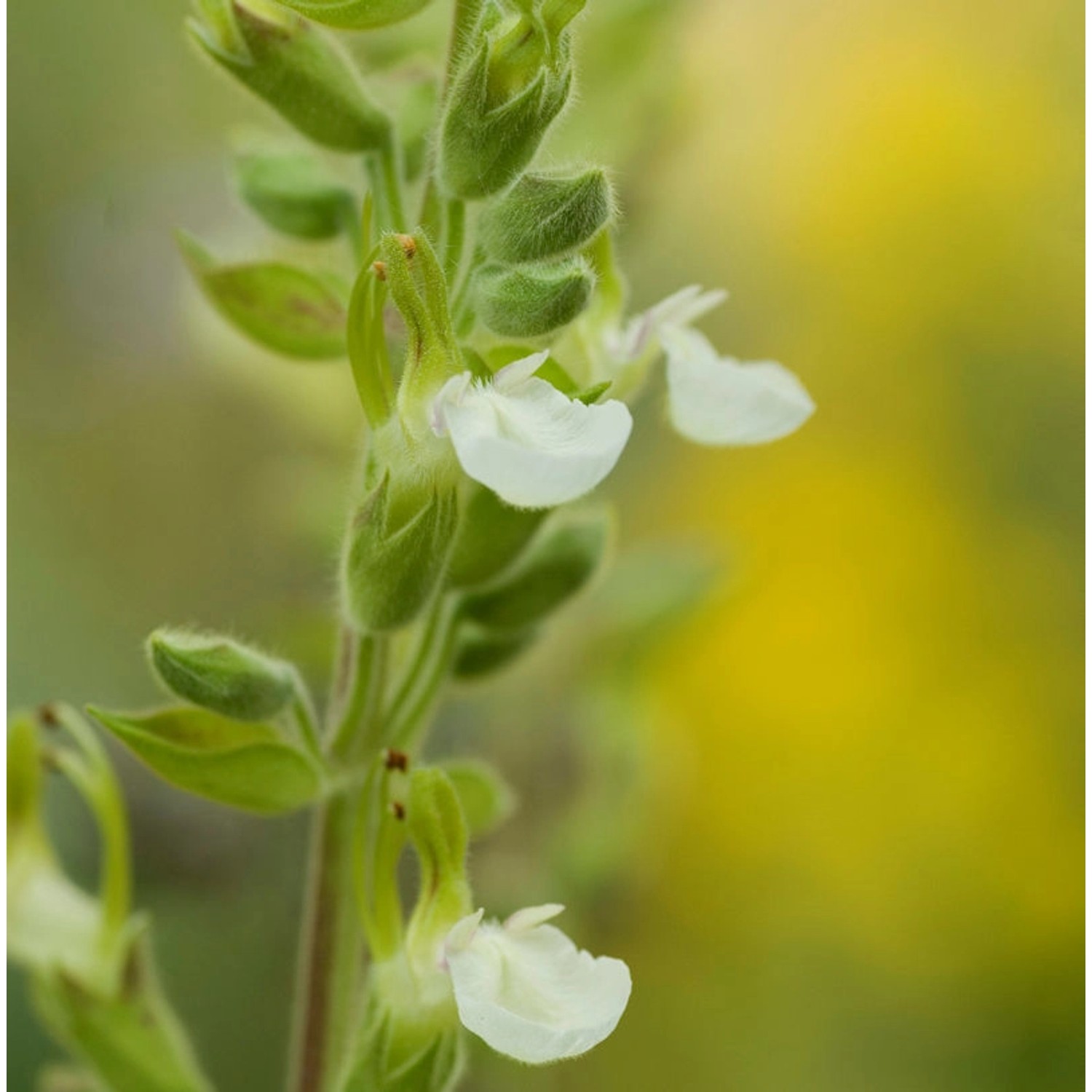 Echter Gamander Schneeflocke - Teucrium chamaedrys günstig online kaufen