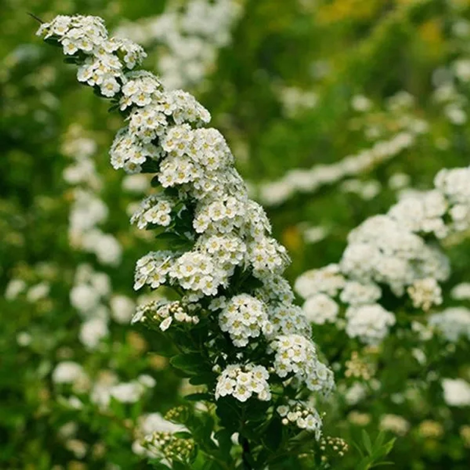 Strauchspiere 'Snowmound' Spiraea nipponica 50 bis 60 cm im Container Weiße Blüten