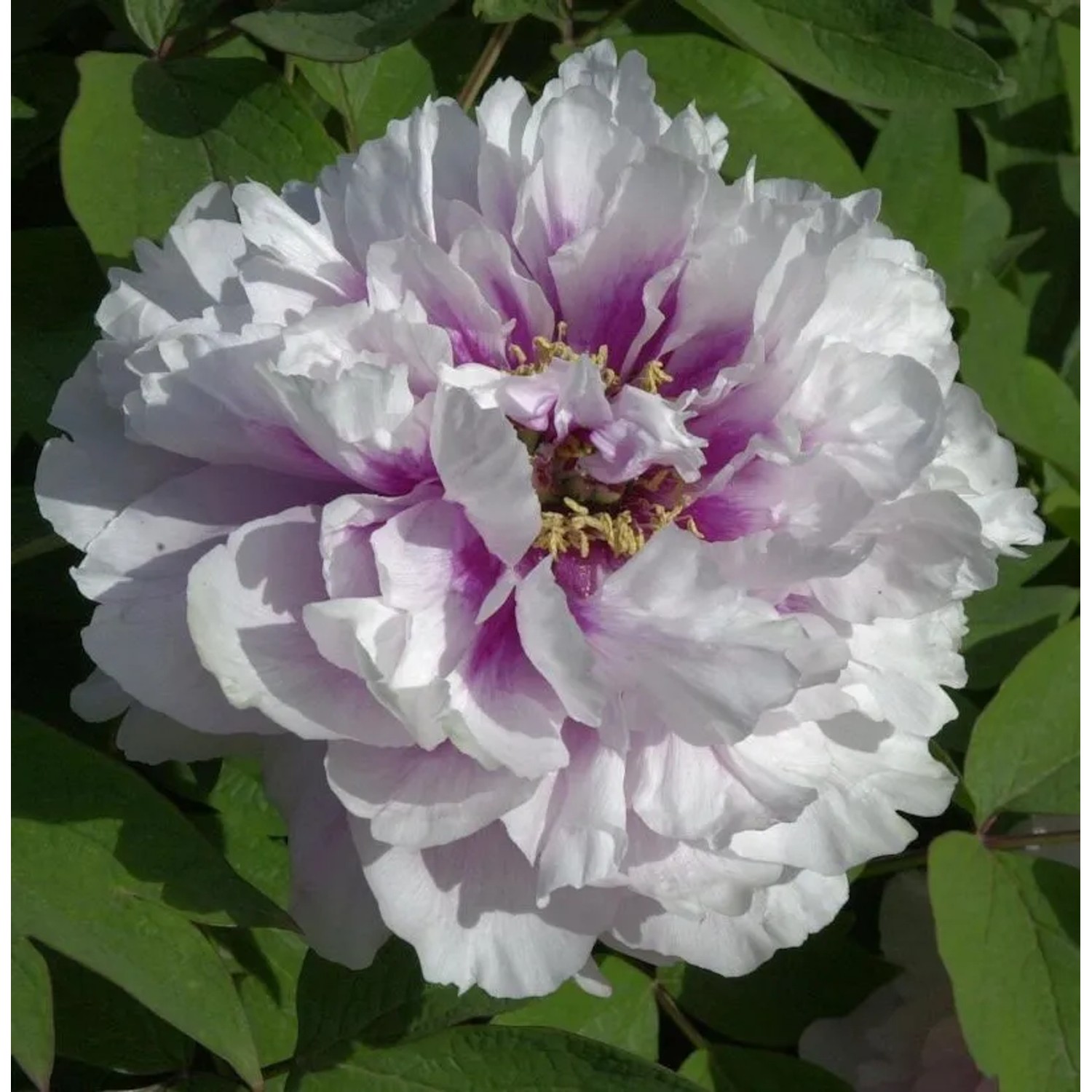 Halbstrauchige Pfingstrose Cora Louise - Paeonia itoh