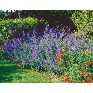 Blühende Katzenminze 'Six Hills Giant' im Gartenbeet. Blaue Blüten, grüne Blätter. Bienenfreundliche Staude.
