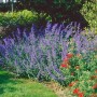 Blühende Katzenminze 'Six Hills Giant' im Gartenbeet. Blaue Blüten, grüne Blätter. Bienenfreundliche Staude.