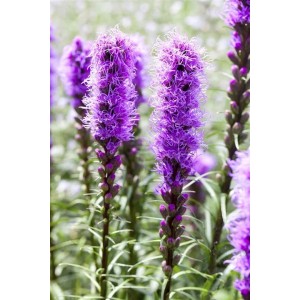Violette Liatris Spicata Prachtscharte im 9x9 cm Topf, eine attraktive Staude für sonnige Standorte.