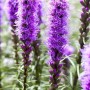 Violette Liatris Spicata Prachtscharte im 9x9 cm Topf, eine attraktive Staude für sonnige Standorte.