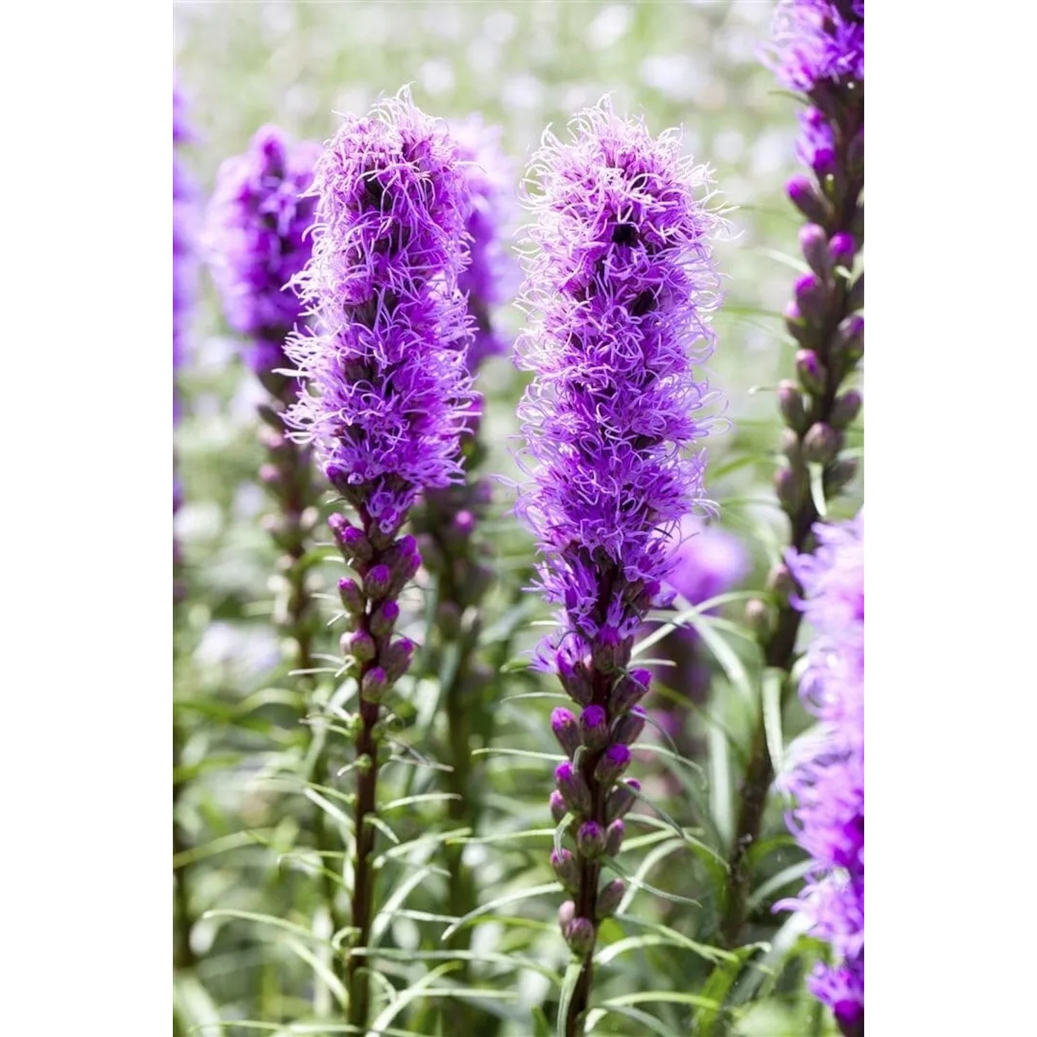 Violette Liatris Spicata Prachtscharte im 9x9 cm Topf, eine attraktive Staude für sonnige Standorte.