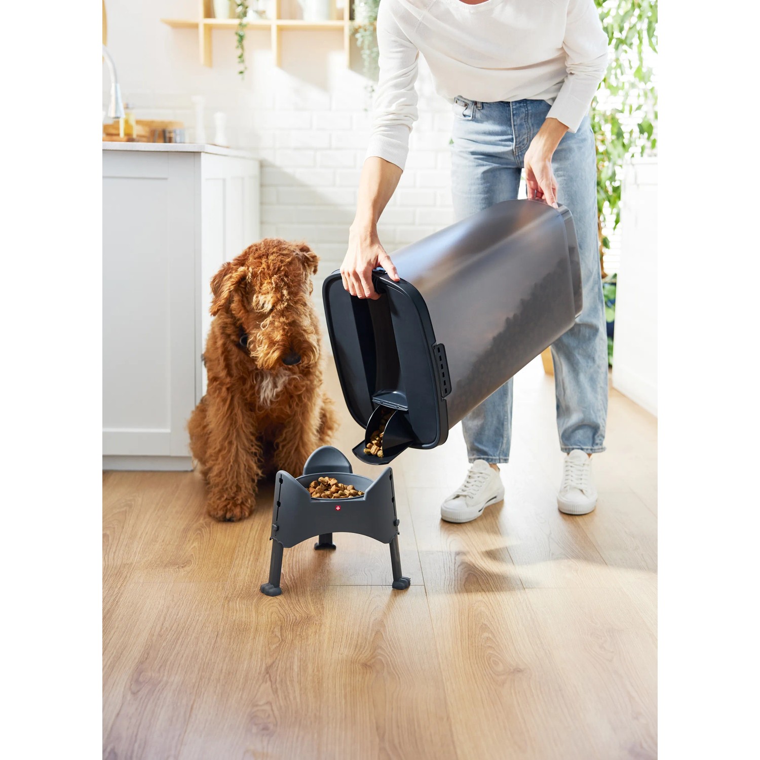 Rotho Tierfutterbehälter Cody 50 l Transparent/Grau beim Befüllen eines Hundenapfs, Hund daneben.