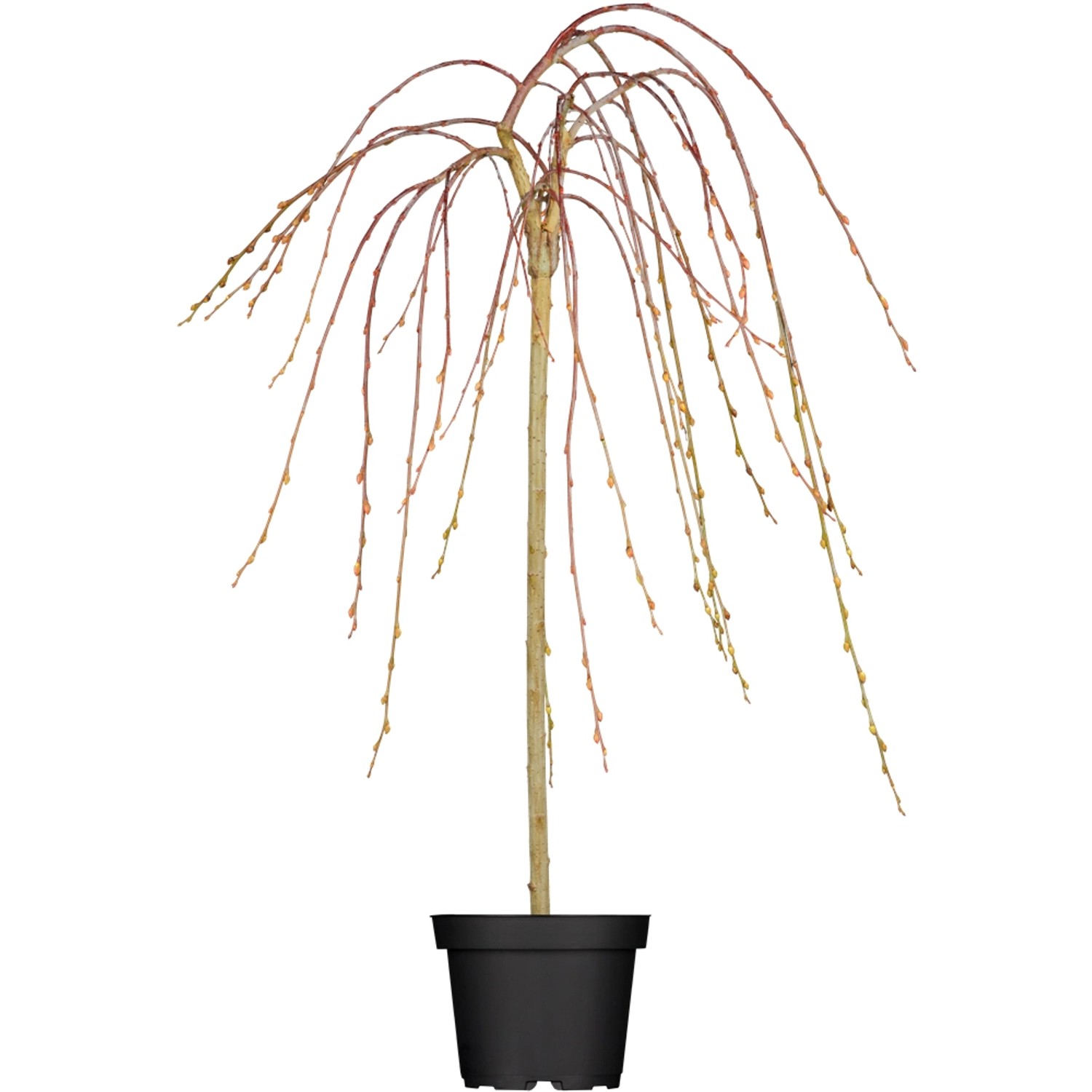 OBI Hängende Kätzchenweide Pendula Gelb Höhe ca. 50-60 cm Topf ca. 3,5 l Salix