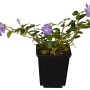 Kleinblättriges Immergrün (Vinca minor) im Topf mit lila Blüten, ideal als Bodendecker.