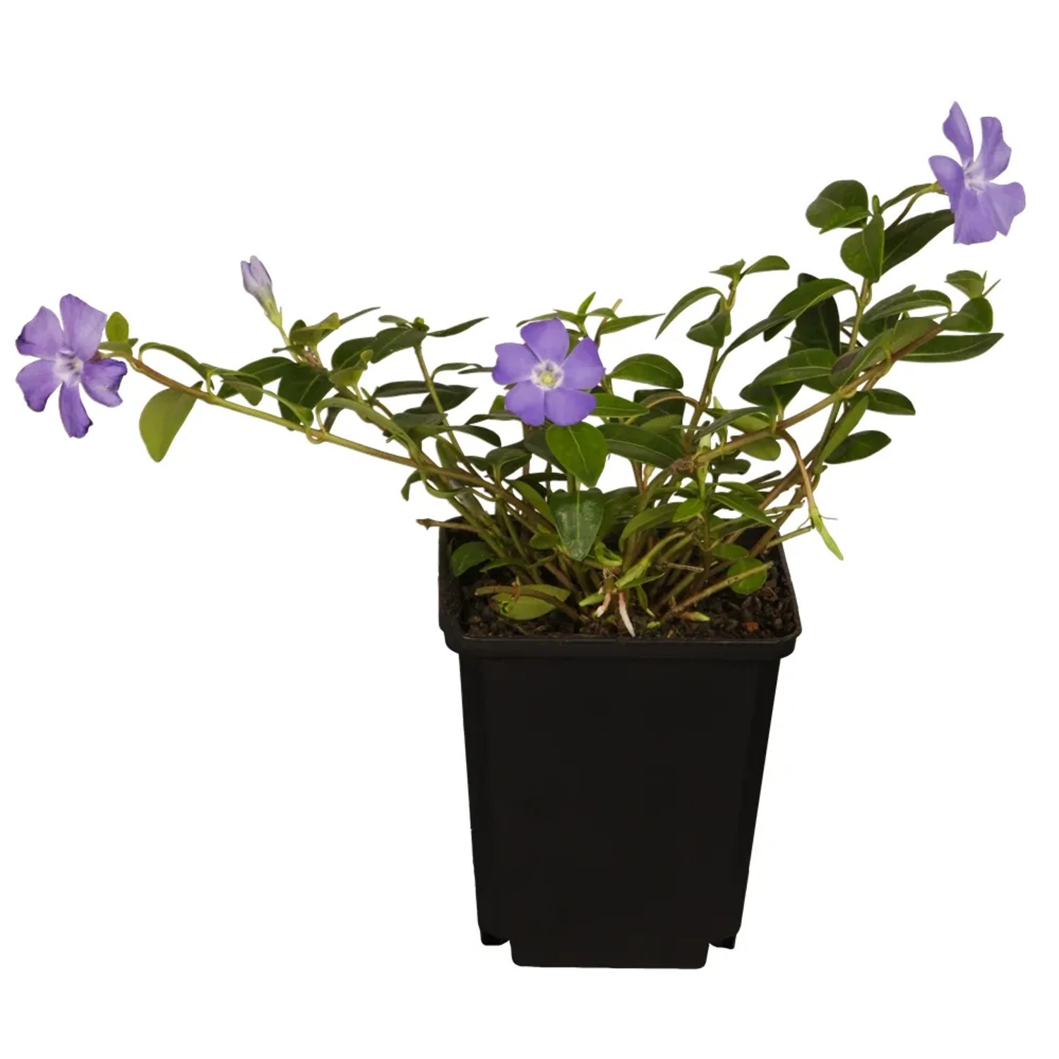 Kleinblättriges Immergrün (Vinca minor) im Topf mit lila Blüten, ideal als Bodendecker.