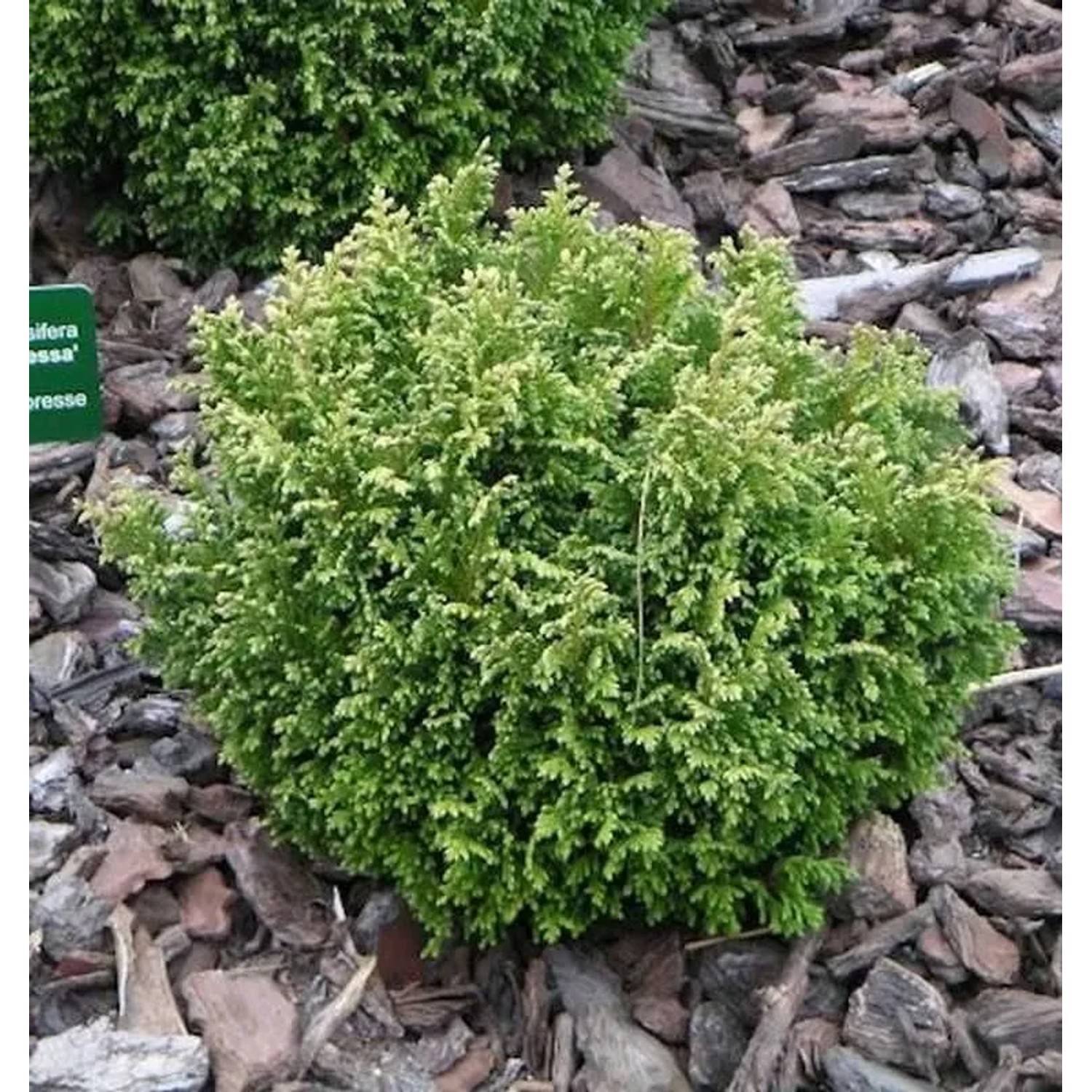 Gelbgrüne Zwergscheinzypresse 15-20cm - Chamaecyparis pisifera