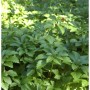 10 Schattengrün Dickmännchen (Pachysandra terminalis) als Bodendecker im Garten.