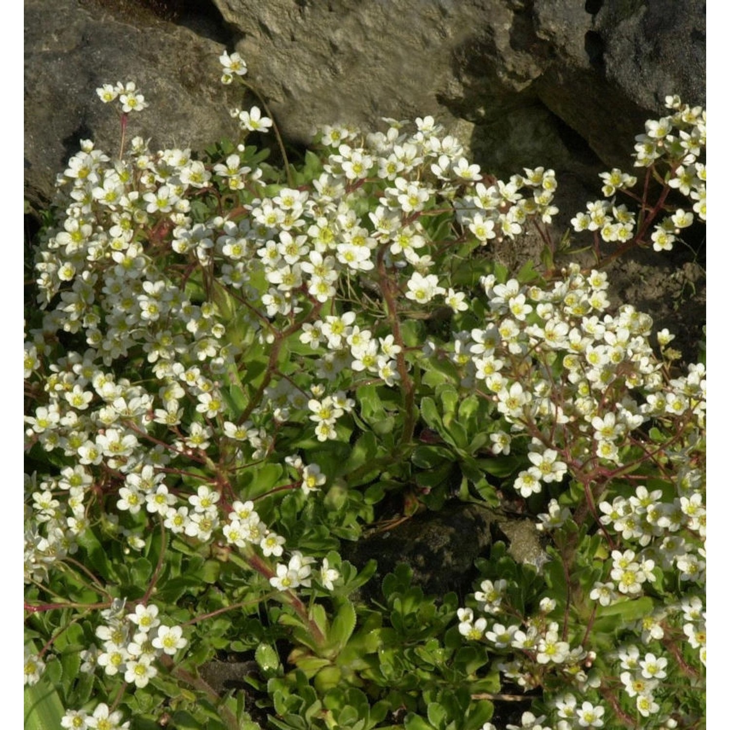 Immergrüner Steinbrech Portae - Saxifraga paniculata günstig online kaufen