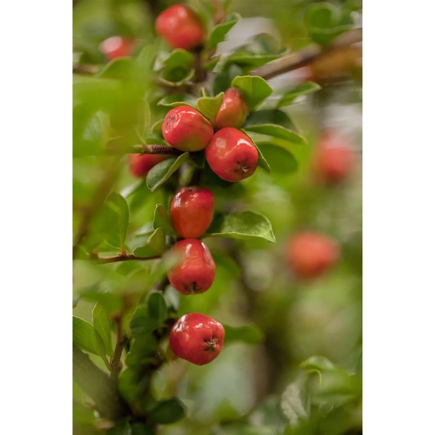 Immergrüne Zwergmispel 'Coral Beauty' mit roten Beeren und grünen Blättern. Bodendecker für den Garten.