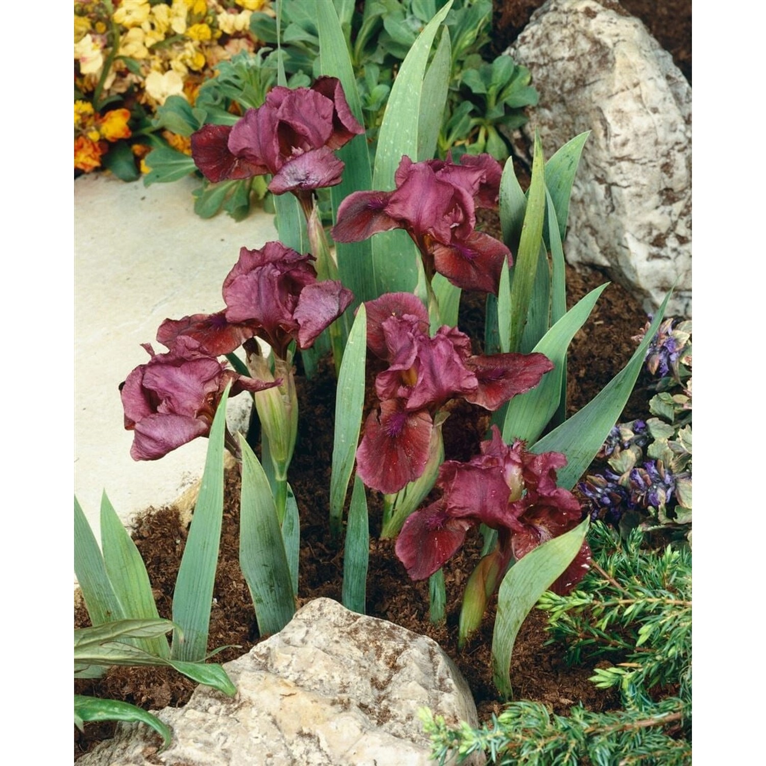 Iris X Barb.-nana Pastel Charme Zwergiris Ca. 11x11 cm Topf günstig online kaufen