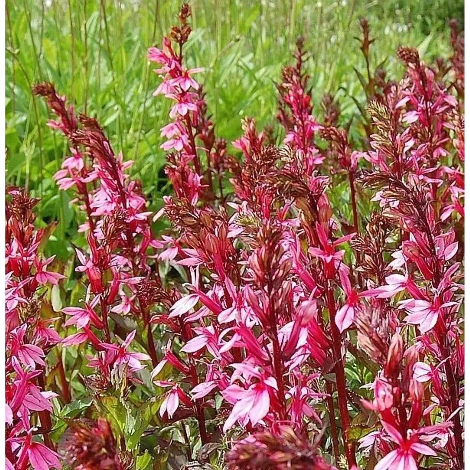 Prachtlobelie Salmon - Lobelia speciosa