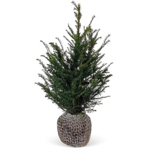 Eibe (Taxus baccata) Set, 45 Stück, Höhe 80-100cm, Ballenware für Hecken.