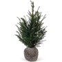 Eibe (Taxus baccata) Set, 45 Stück, Höhe 80-100cm, Ballenware für Hecken.