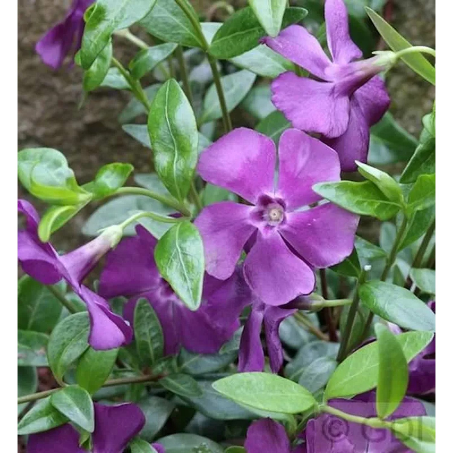 10x Immergrün Rubra Plena - Vinca minor