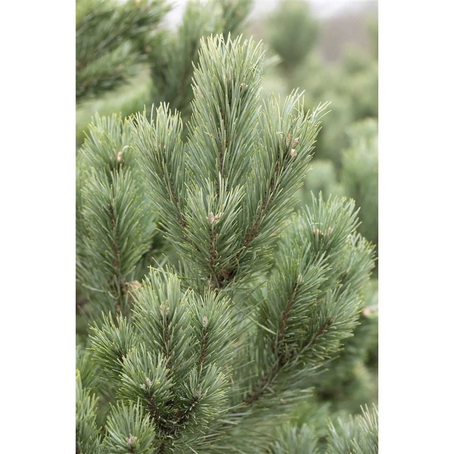 Pinus Cembra Glauca Zirbelkiefer Blaugrün 100–125 cm günstig online kaufen