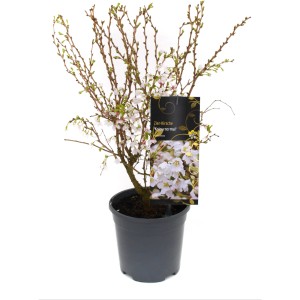 Zierkirsche 'Kojou-no-mai' im Topf, ca. 10-30 cm hoch, mit rosa-weißen Blüten.