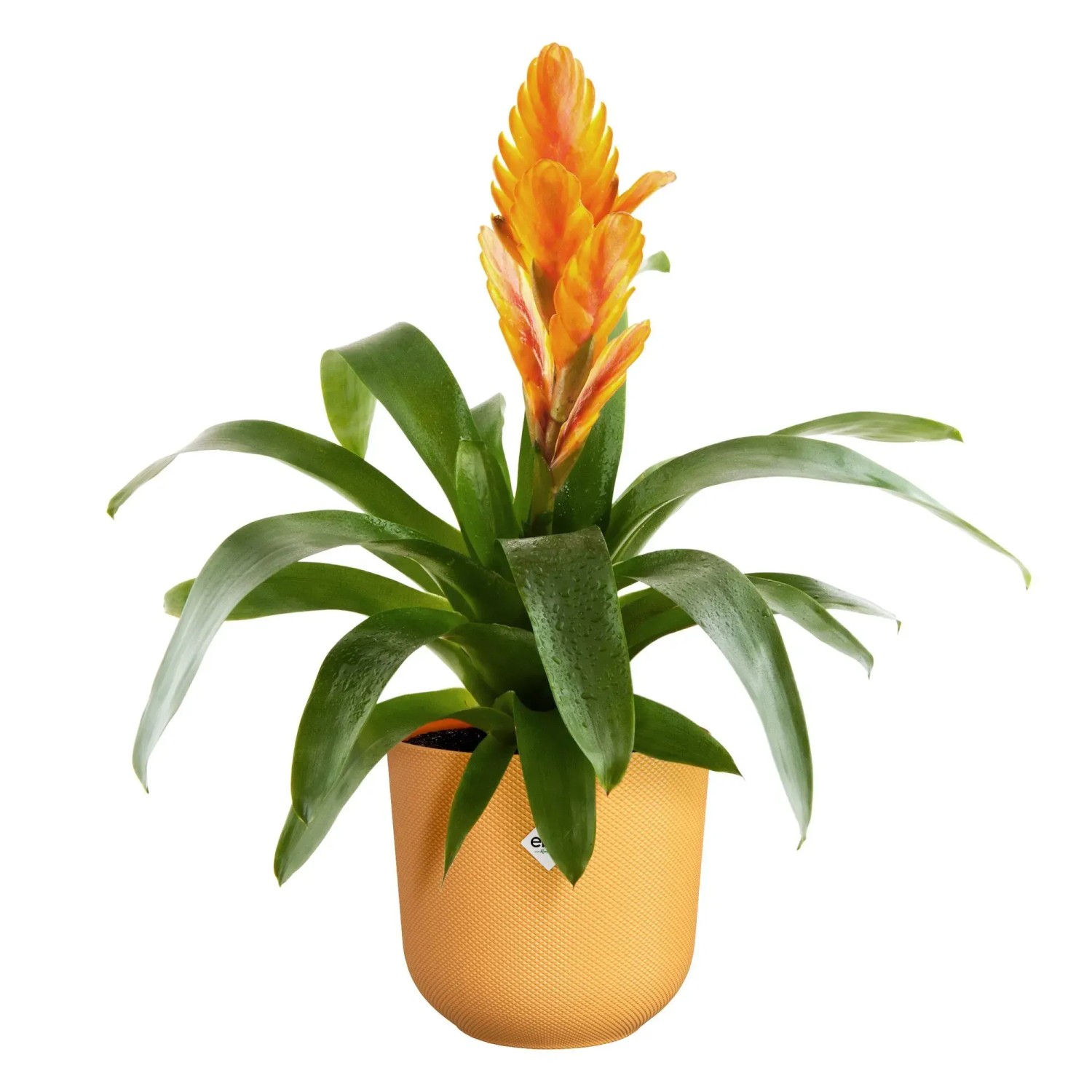 Elho Blumentopf Jazz, Ø 16,5 cm, warmes Gelb, mit blühender Pflanze. Ideal als Übertopf.
