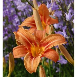 Orangefarbene Wildform Taglilie (Hemerocallis fulva) im Gartenbeet.