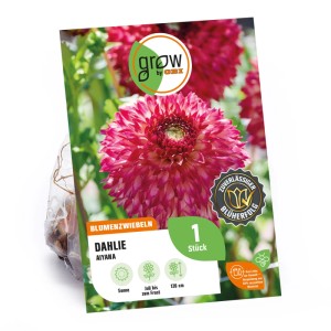 GROW by OBI Dahlie Aiyana, rosa-rote Fimbriata-Blume als Blumenzwiebel für Beet und Kübel.